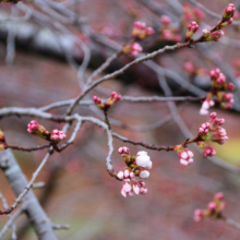 井戸桜並木の画像