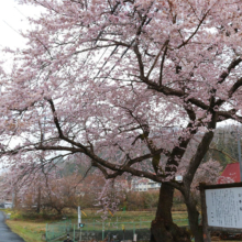 大手桜の画像