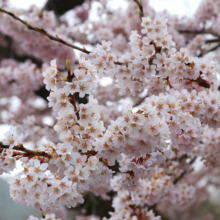 大手桜の画像