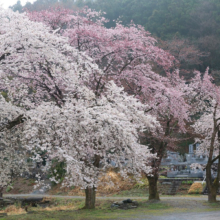 岩田桜の画像