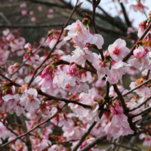 岩田桜の画像