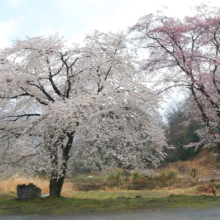 岩田桜の画像