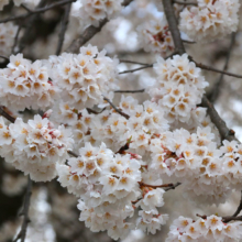 岩田桜の画像