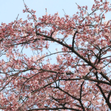 岩田桜の画像