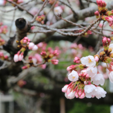 北桜通りの画像