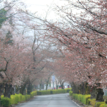 北桜通りの画像