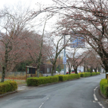 北桜通りの画像