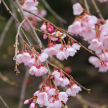 寶登山神社しだれ桜の画像