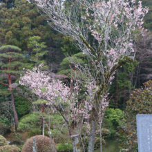 寶登山神社伊奈桜の画像