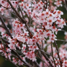 寶登山神社伊奈桜の画像