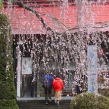 寶登山神社しだれ桜の画像