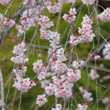 寶登山神社しだれ桜の画像