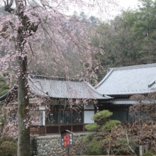 寶登山神社しだれ桜の画像