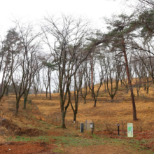 野土山桜の画像