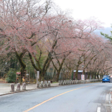 宝登山参道桜並木の画像