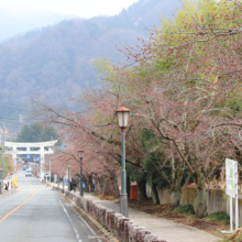 宝登山参道桜並木の画像