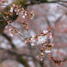 宝登山参道桜並木の画像