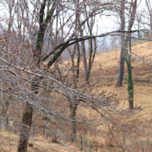 野土山桜の画像