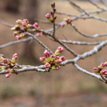 野土山桜の画像