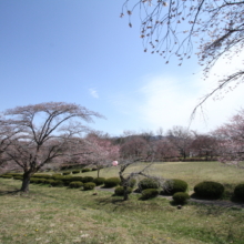 羊山公園桜の画像