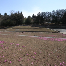 芝桜の丘の画像