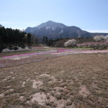 芝桜の丘の画像