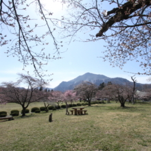 羊山公園桜の画像