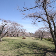 羊山公園桜の画像