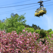 長瀞通り抜けの桜の画像