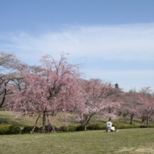 羊山公園桜の画像