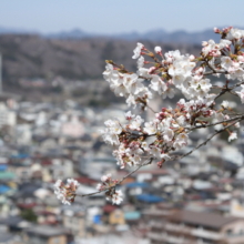 羊山公園桜の画像