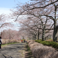 羊山公園桜の画像