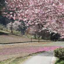 芝桜の丘の画像