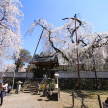 清雲寺のしだれ桜の画像