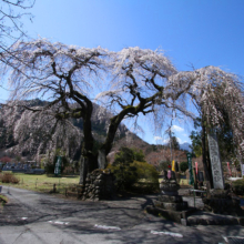 札所29番長泉院しだれ桜の画像