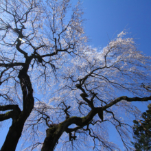 札所29番長泉院しだれ桜の画像