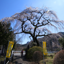 札所29番長泉院しだれ桜の画像