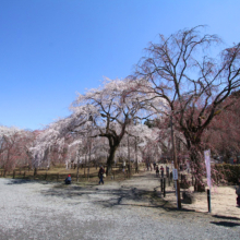 清雲寺のしだれ桜の画像