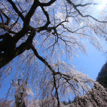 清雲寺のしだれ桜の画像