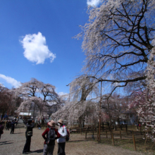 清雲寺のしだれ桜の画像