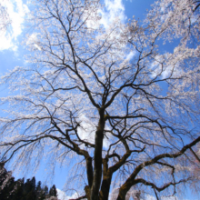 清雲寺のしだれ桜の画像