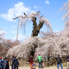 清雲寺のしだれ桜の画像