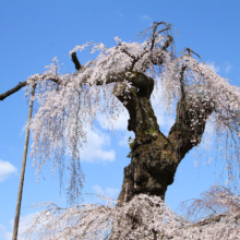 清雲寺のしだれ桜の画像