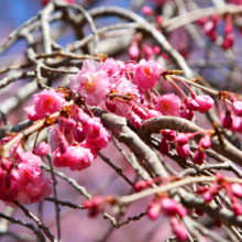 清雲寺のしだれ桜の画像