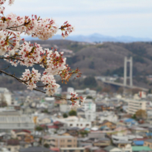 羊山公園桜の画像