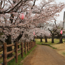 羊山公園桜の画像