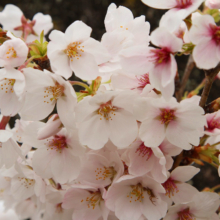 羊山公園桜の画像