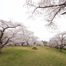 羊山公園桜の画像