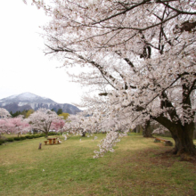 羊山公園桜の画像