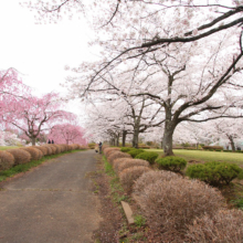 羊山公園桜の画像